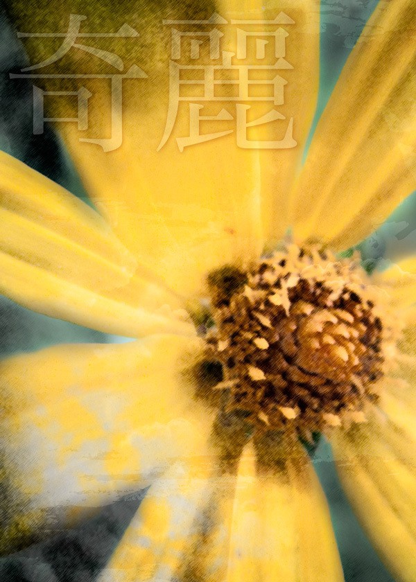 Yellow Wild Flower