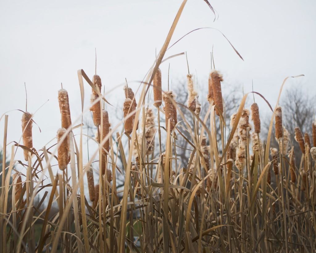 Cattails by one of the lakes in Forest Park