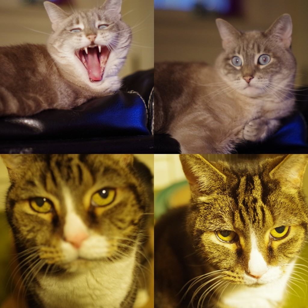 2016-02-07 - Manual Lens Cats